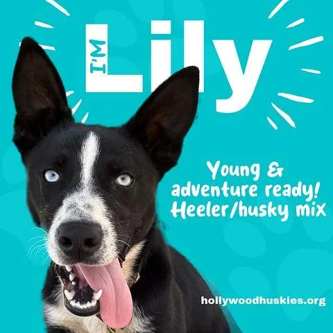 Lily thumbnail 2