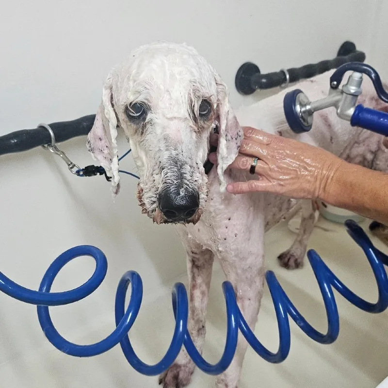 A young small-sized female Poodle dog named Cauliflower C for adoption in Oklahoma City, OK