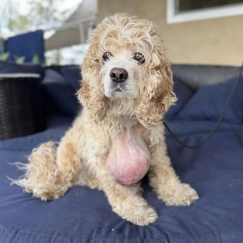 A senior medium-sized female Yellow / Tan / Blond / Fawn Cocker Spaniel dog named Sora for adoption in Ramona, CA