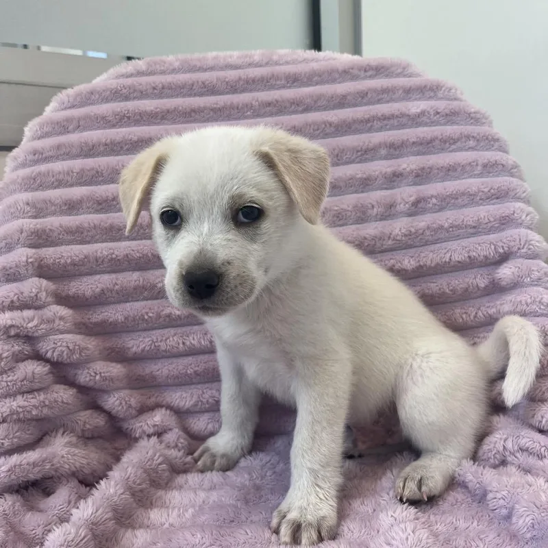 A baby medium-sized male White / Cream Cattle Dog dog named Cake for adoption in Salt Lake City, UT