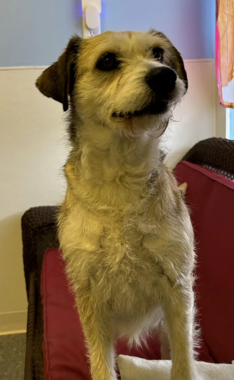 An adult medium-sized female Schnauzer dog named Clover for adoption in Steeleville, IL