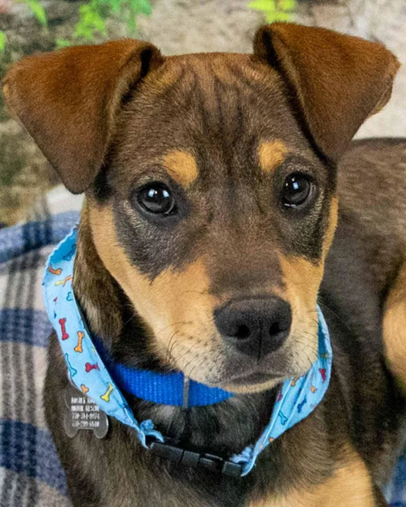 A baby medium-sized male Beagle dog named Lenny for adoption in Kennesaw, GA