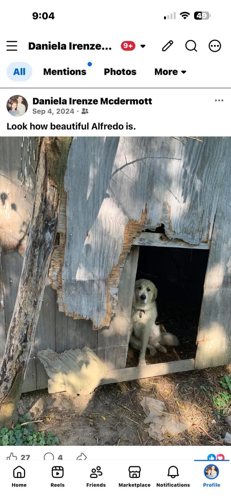 An adult large-sized male Great Pyrenees dog named Alfredo for adoption in Clinton, IL