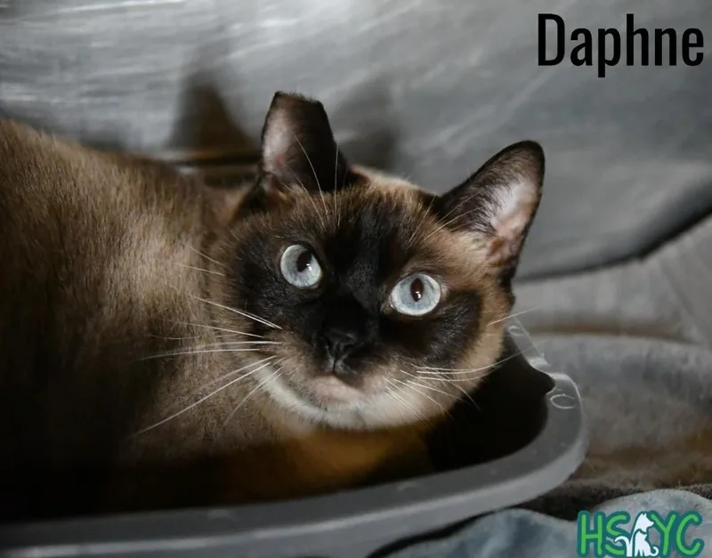 Daphne