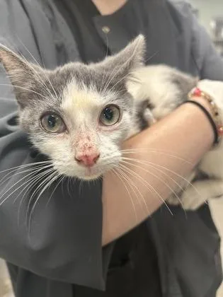 A young medium-sized male Domestic Short Hair cat named Parker for adoption in Picayune, MS