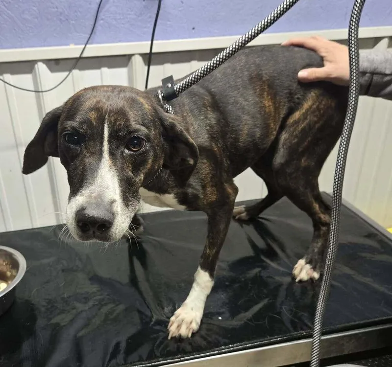 A young medium-sized female Plott Hound dog named Alyssa for adoption in Waverly, OH