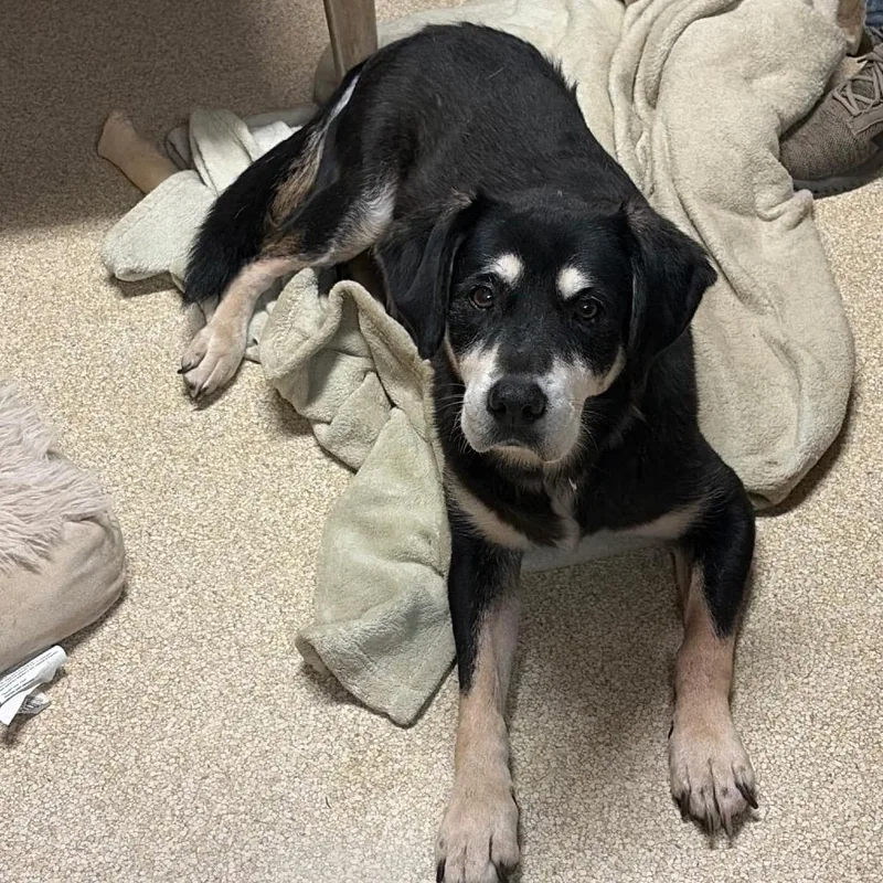 A senior medium-sized female Black Hound dog named Lucille for adoption in Hackett, AR