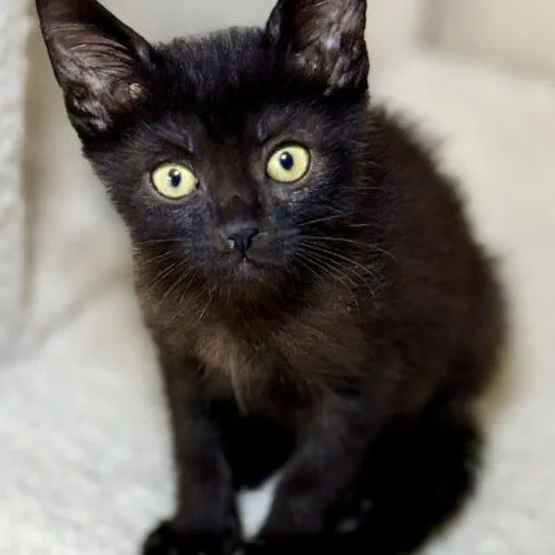 A baby small-sized male American Shorthair cat named Zack for adoption in Glendale, AZ