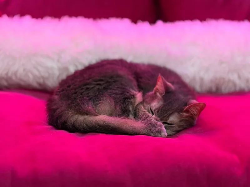 An adult medium-sized female Domestic Short Hair cat named Mimi  Bonded To for adoption in Kennebunk , ME