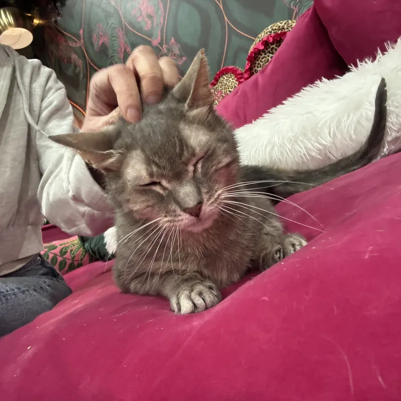 Mimi  Bonded To thumbnail 2