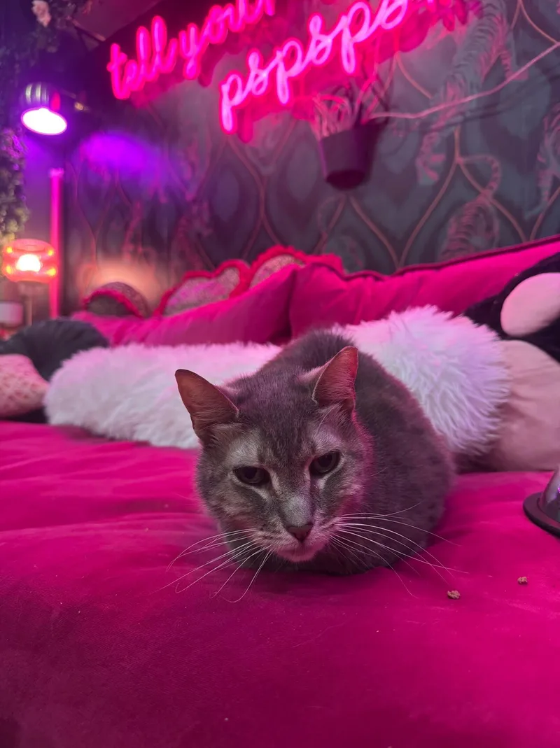Mimi  Bonded To thumbnail 3