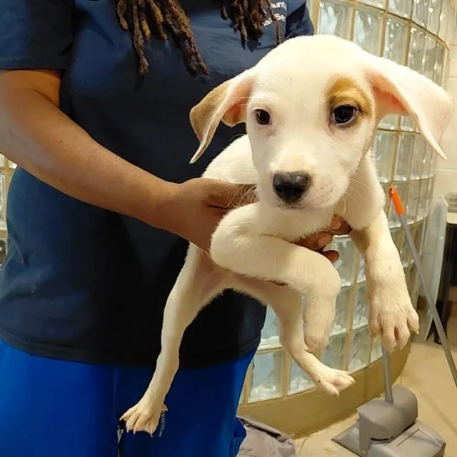 A baby small-sized male Labrador Retriever dog named Dobby for adoption in Huntsville, AL