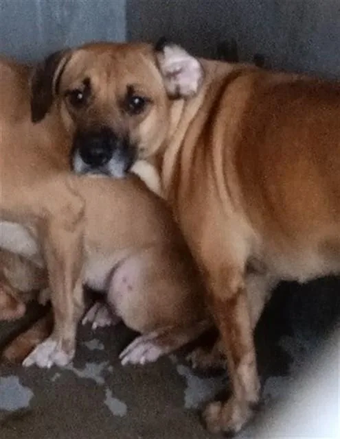 A young medium-sized female Pit Bull Terrier dog named Luna for adoption in San Bernardino, CA