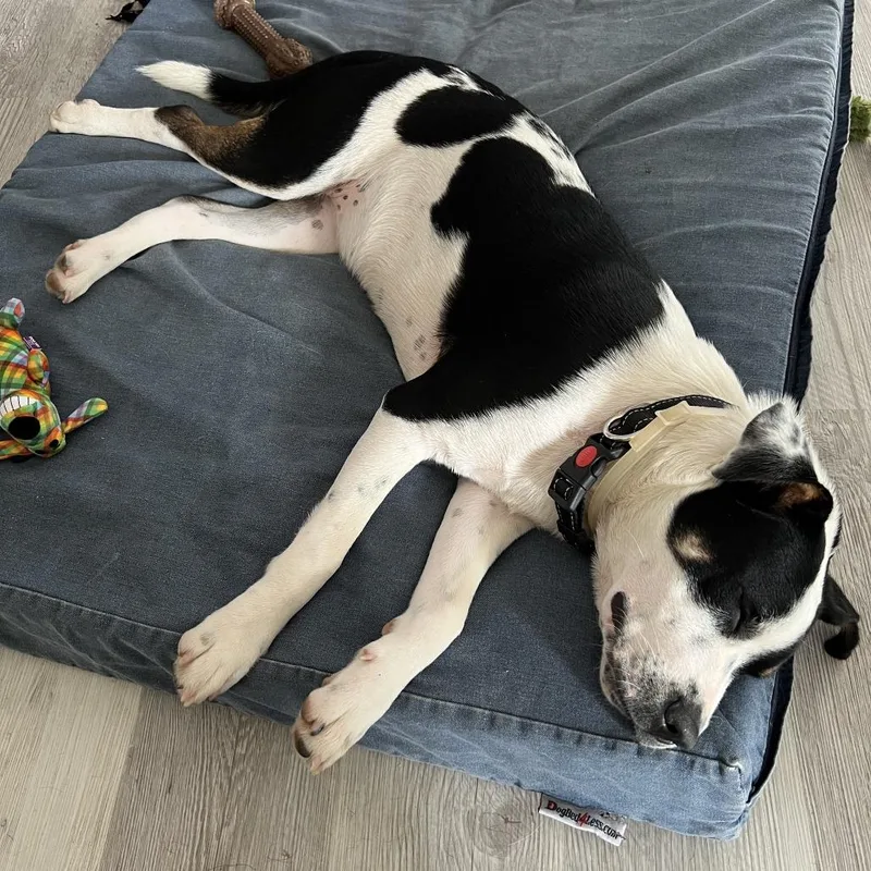An adult medium-sized female White / Cream Hound dog named Macie for adoption in St. Peters, MO