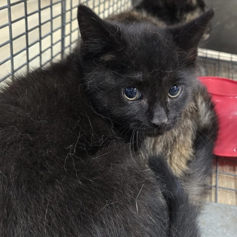 A baby small-sized female Black Domestic Short Hair cat named Wind for adoption in Newark, NJ