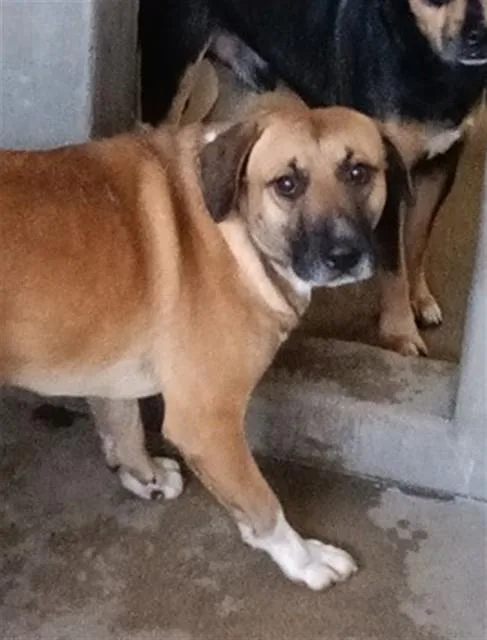 A young medium-sized male Pit Bull Terrier dog named Theodore for adoption in San Bernardino, CA