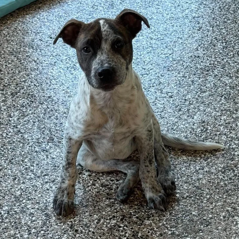 A baby medium-sized male Pit Bull Terrier dog named Bramble for adoption in Carmel, NY