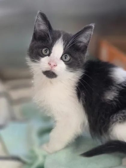 A baby small-sized female Domestic Short Hair cat named Mermaid for adoption in Westland, MI