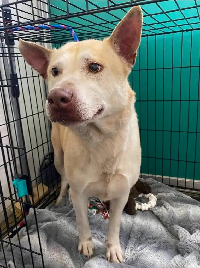 An adult medium-sized male Pit Bull Terrier dog named Morris for adoption in Wabash, IN