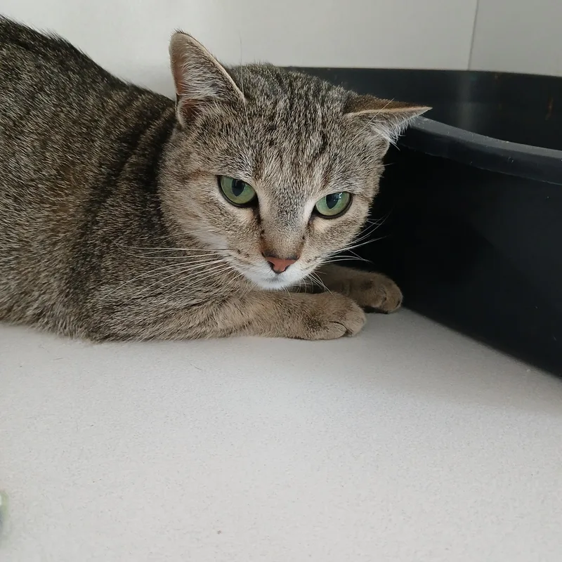 A young medium-sized female Tabby (Buff / Tan / Fawn) American Curl cat named Winnie for adoption in Iowa Falls, IA