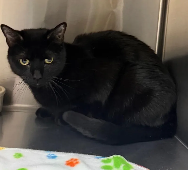 A young medium-sized male Black Domestic Short Hair cat named Harvest for adoption in Columbus, NE