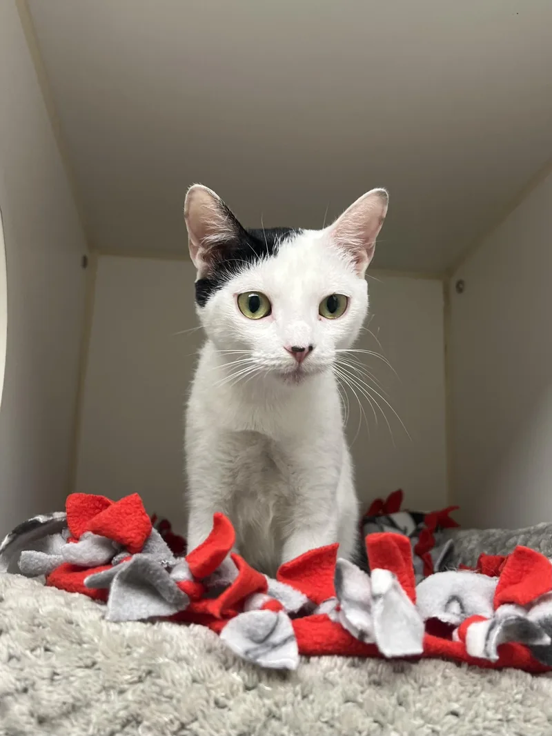 An adult medium-sized female White Domestic Short Hair cat named Yuzu for adoption in Reisterstown, MD