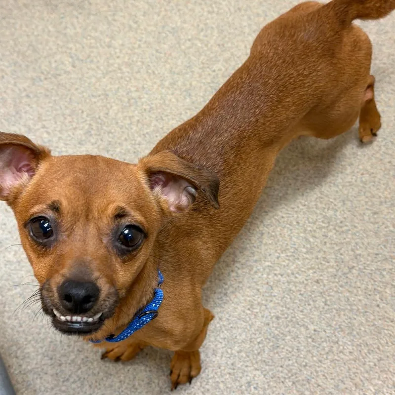 A young small-sized female Brown / Chocolate Mixed Breed dog named Chippy for adoption in Waukesha, WI