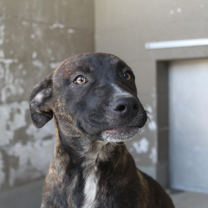 A baby medium-sized female Brindle Pit Bull Terrier dog named Shirley for adoption in Yucca Valley, CA