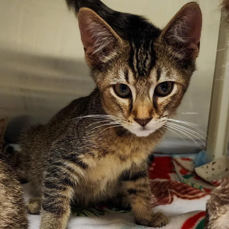 A baby small-sized male Brown / Chocolate Domestic Short Hair cat named July for adoption in Elizabeth City, NC