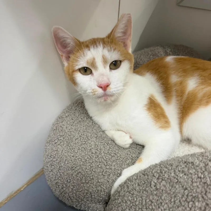 An adult medium-sized female Orange / Red Domestic Short Hair cat named Clementine for adoption in Jessup, MD