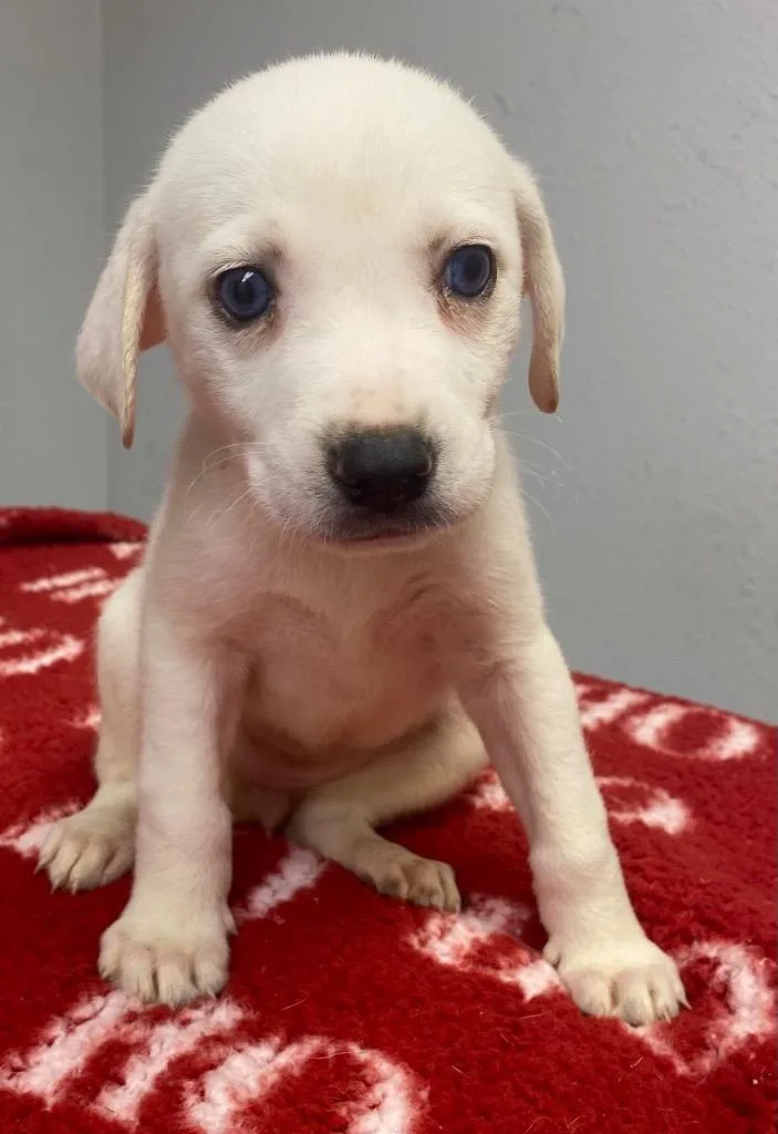 A baby small-sized female Affenpinscher dog named Snowdrift for adoption in Lockhart, TX