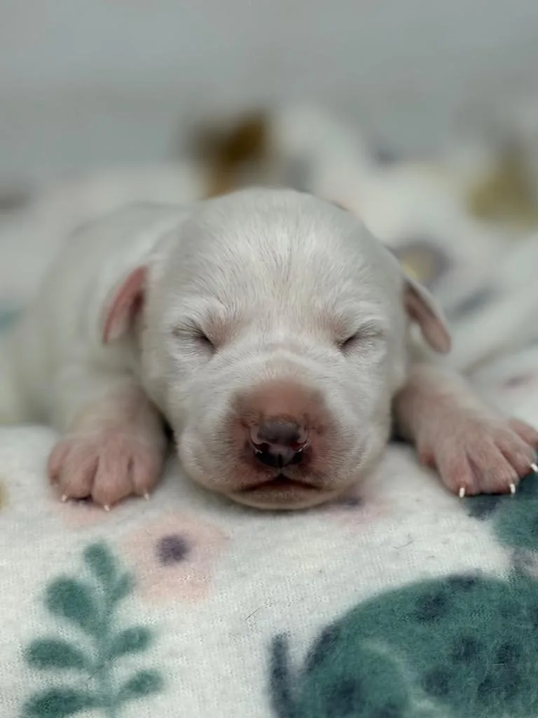 Snowdrift thumbnail 3