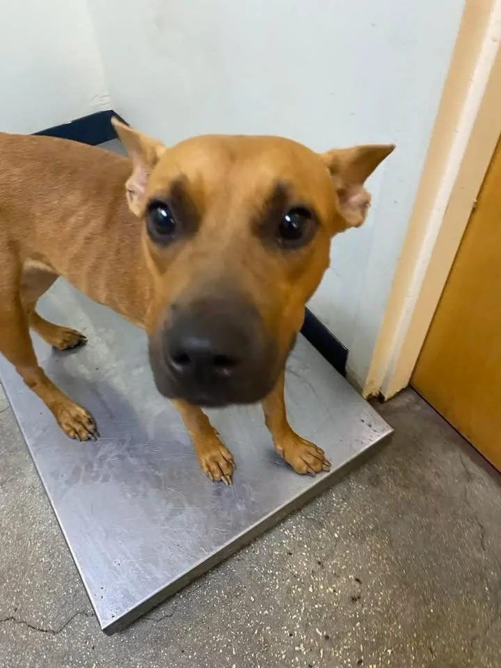 An adult medium-sized female Mixed Breed dog named Paige for adoption in Ocala, FL