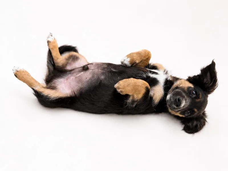 A baby small-sized male Cavalier King Charles Spaniel dog named Gefilte Fish for adoption in Palo Alto, CA