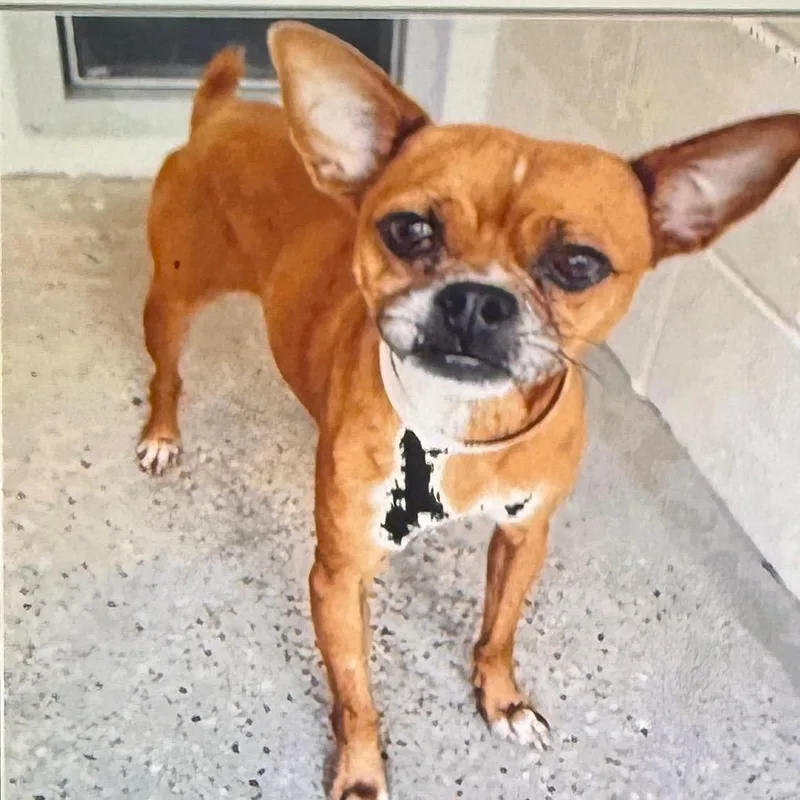 An adult small-sized male Brown / Chocolate Chihuahua dog named Gizmo for adoption in Houston, TX