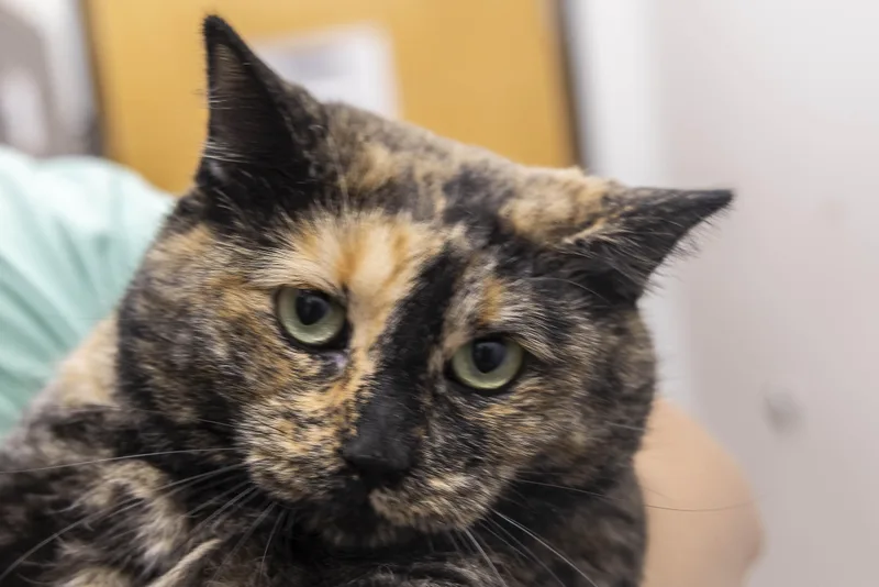 An adult large-sized male Tabby (Orange / Red) Tabby cat named Joe and Zahra for adoption in Millville, UT