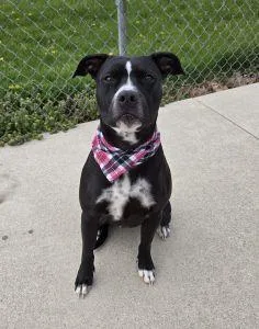 An adult medium-sized female Pit Bull Terrier dog named Lyla for adoption in Bucyrus, OH