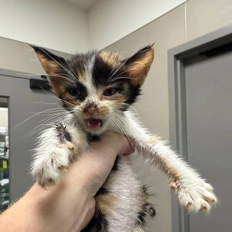 A baby small-sized female Calico Domestic Short Hair cat named Nova for adoption in Sand Springs, OK