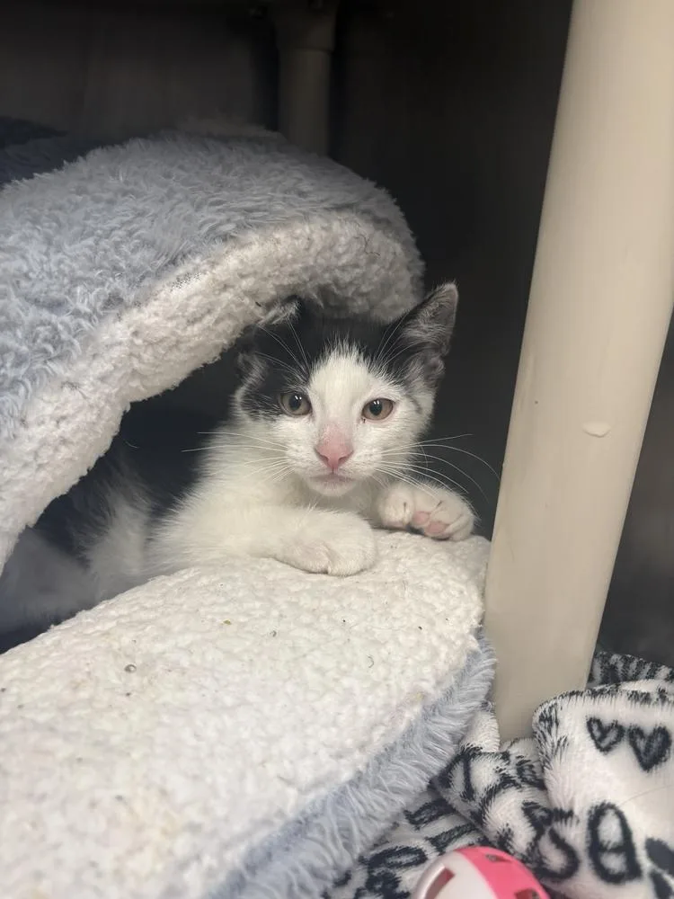 A baby small-sized male Black & White / Tuxedo Domestic Short Hair cat named Apollo for adoption in Bowling Green, OH