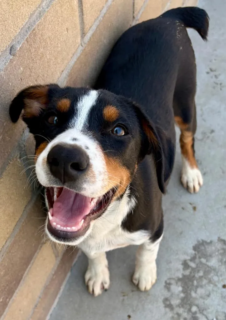 A baby medium-sized male Australian Cattle Dog / Blue Heeler dog named Owlie Boop for adoption in Fort Lupton, CO
