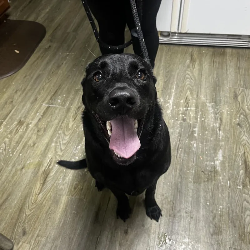An adult large-sized male Black Mixed Breed dog named Goober for adoption in Summerville, SC