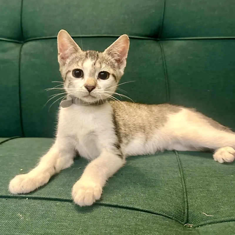A baby small-sized female Gray / Blue / Silver Domestic Short Hair cat named Moonpie for adoption in League City, TX