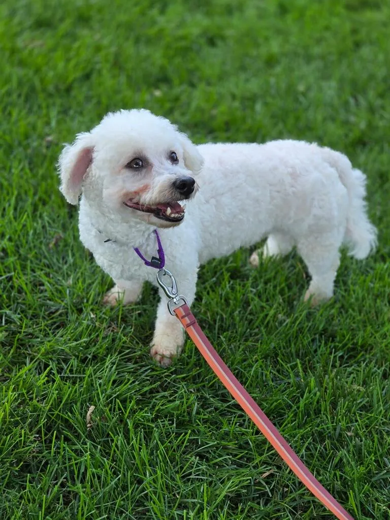 Annie thumbnail 3
