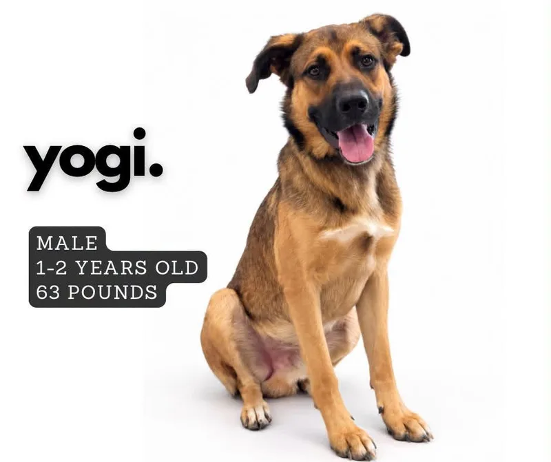 Yogi