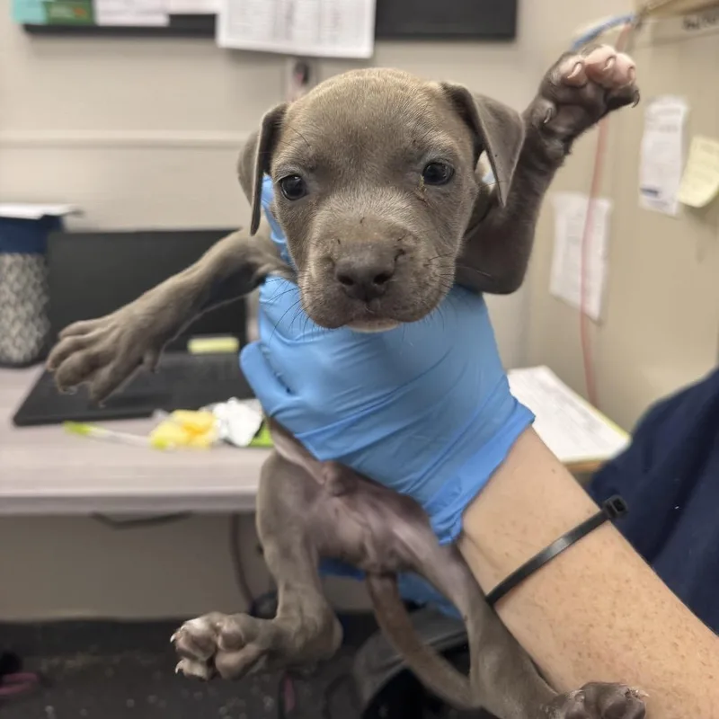 A baby small-sized male Gray / Blue / Silver Mixed Breed dog named Experiment for adoption in Columbiana, AL