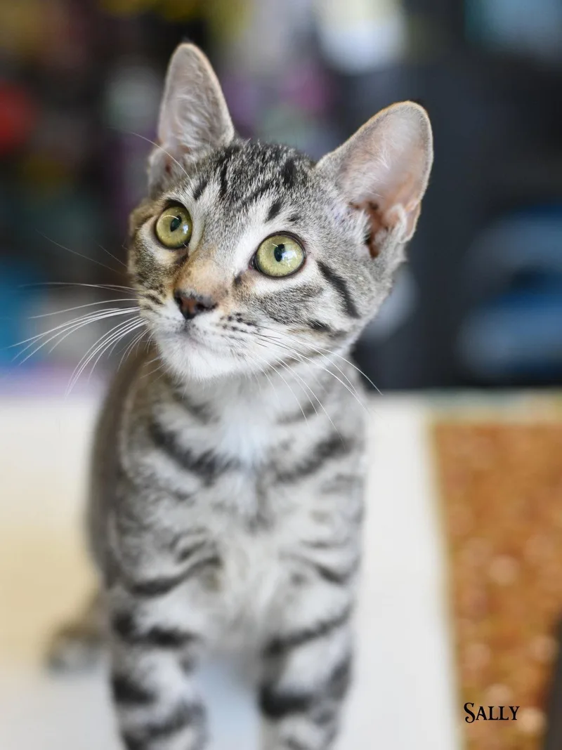 A baby medium-sized female Domestic Medium Hair cat named Shelby for adoption in Montgomery, TX