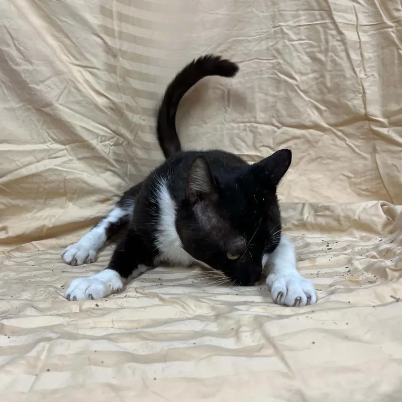 An adult large-sized male Black Domestic Short Hair cat named Macario for adoption in Lyndhurst, VA