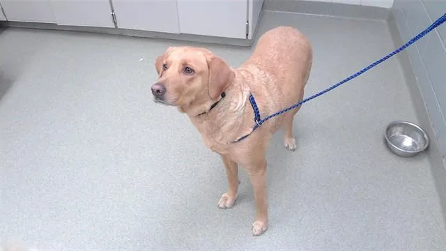 An adult medium-sized female Labrador Retriever dog named Bailey for adoption in Omaha, NE