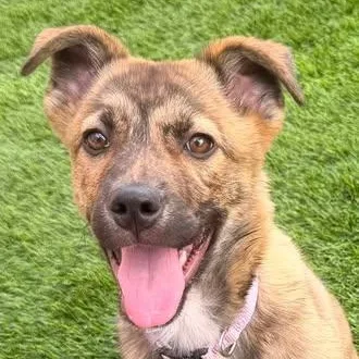 A young medium-sized female Australian Cattle Dog / Blue Heeler dog named Louise for adoption in Chino valley, AZ