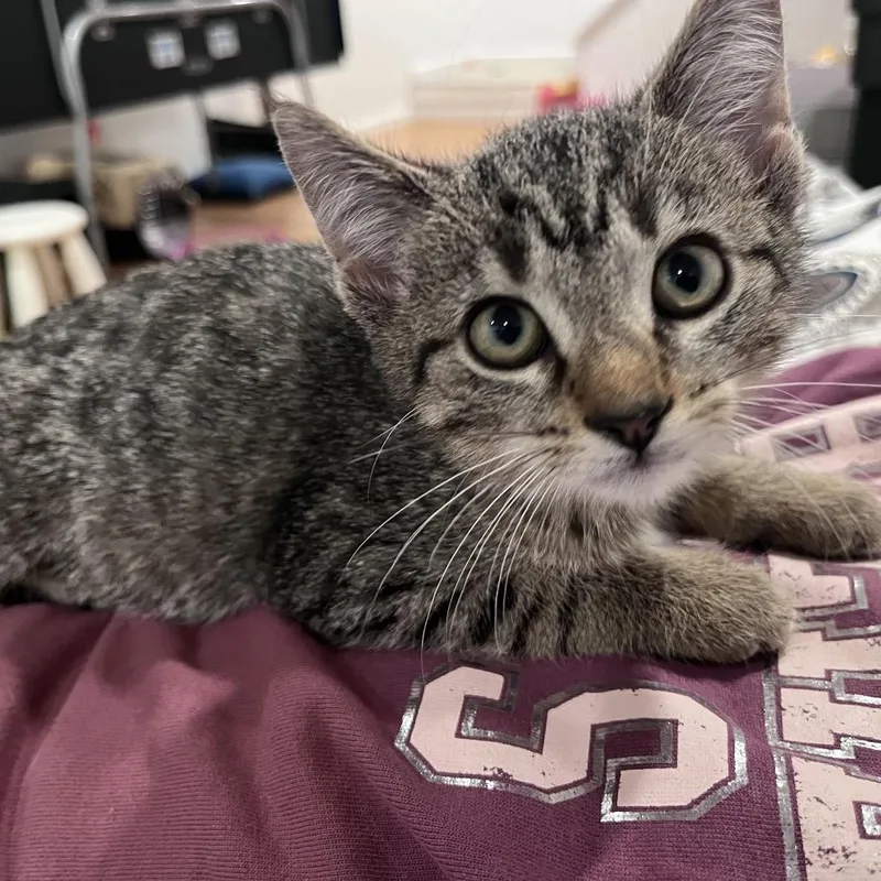 A baby small-sized male Brown / Chocolate Domestic Short Hair cat named Mars for adoption in Granville, OH